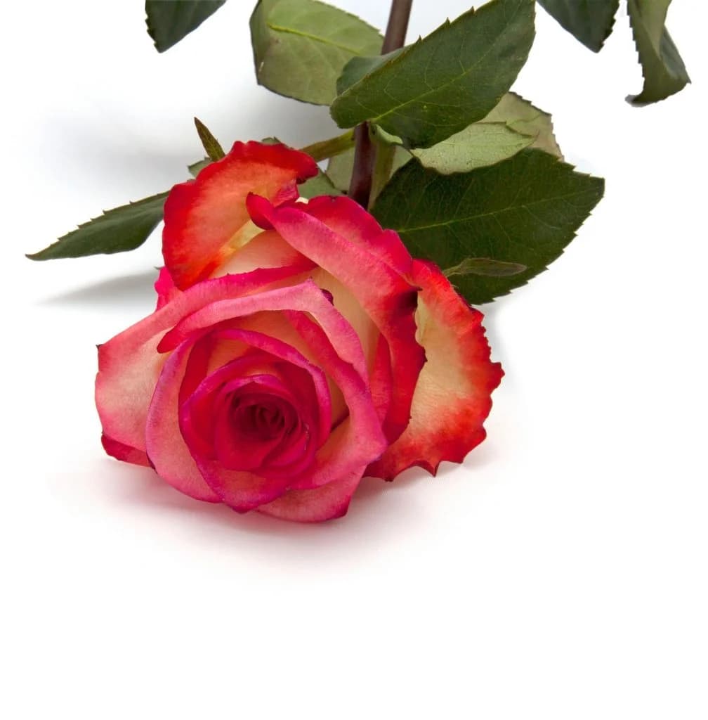 Roses de colors per Sant Jordi