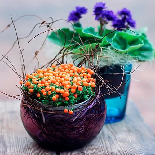 Plantes en test i decoració verda